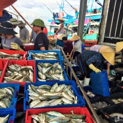 Nghệ An: Gần 66.000 tấn hàng hóa thủy sản thông qua hệ thống cảng cá